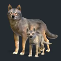Realistic Adult Wolf And Baby Wolf Standing Together On Dark Background