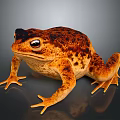 Reptile Toad With Brown Orange Spots And Prominent Eyes On Shiny Black Surface