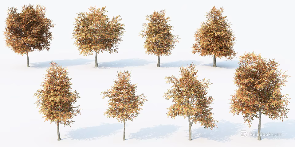 Multiple Trees With Orange Yellow Leaves And Slender Trunks On White Background 3d model