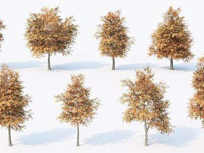 Multiple Trees With Orange Yellow Leaves And Slender Trunks On White Background 3d model