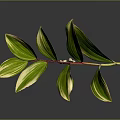 Green Leaf Plant With Yellow Stripes And White Bell Shaped Flowers On Red Stem