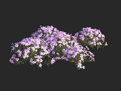 Beautiful Purple and White Small Flowers Growing in Dense Clusters on Black Background 3d model