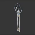 Medical Device Skeletal Hand And Arm Anatomy Model For Human Body Teaching