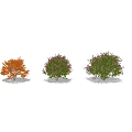 Various Types Of Garden Shrubs With Pink Flowers And Orange Leaves