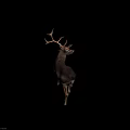 Brown And White Deer With Large Antlers Standing In Natural Environment
