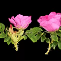Pink Flowering Plant With Green Leaves Blooming Flowers And Small Buds