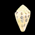 Cone Snail Marine Animal With Spiral Shell And Unique Beige Brown Patterns