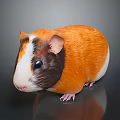 Adorable Guinea Pig With Fluffy Orange Brown White Fur And Black Eyes On Shiny Surface