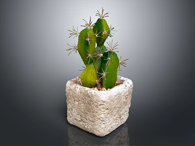 Green Spiky Cactus Plant In Square Stone Pot On Dark Surface 3d model