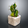 Green Spiky Cactus Plant In Square Stone Pot On Dark Surface