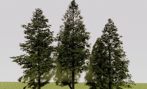 Modern Tree Metasequoia 3d model