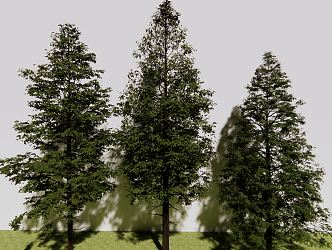 Modern Tree Metasequoia 3d model