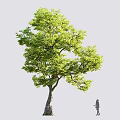 Tall Tree With Lush Green Foliage And Human Figure For Scale