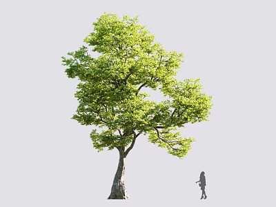 Tall Tree With Lush Green Foliage And Human Figure For Scale 3d model