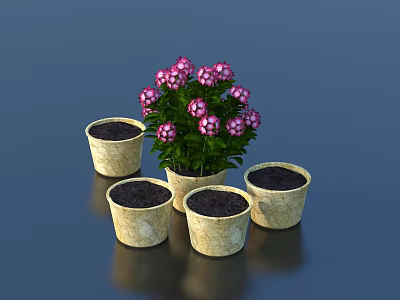 Potted Plant with Pink Flowers and Four Empty Light Colored Pots on Dark Tabletop 3d model