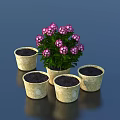 Potted Plant with Pink Flowers and Four Empty Light Colored Pots on Dark Tabletop