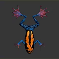 Vibrant Reptile With Orange Blue And Pink Patterned Body On Dark Background