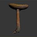Mushroom Organ Structure With Red Cap Yellow Edge And Hair Like Texture