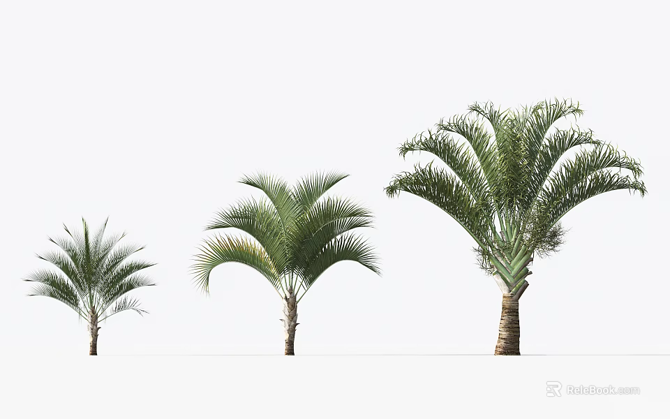 Green Palm Trees of Various Sizes with Lush Fronds on White Background 3d model 