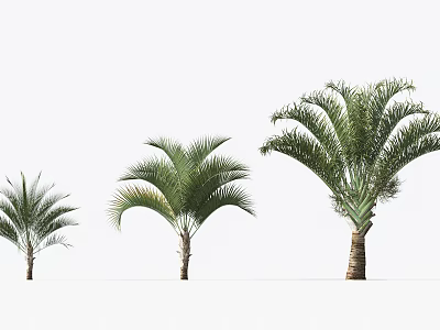 Green Palm Trees of Various Sizes with Lush Fronds on White Background 3d model