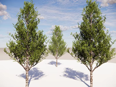 Tall Lush Arbor Trees With Green Leaves White Trunks Under Blue Sky With White Clouds 3d model