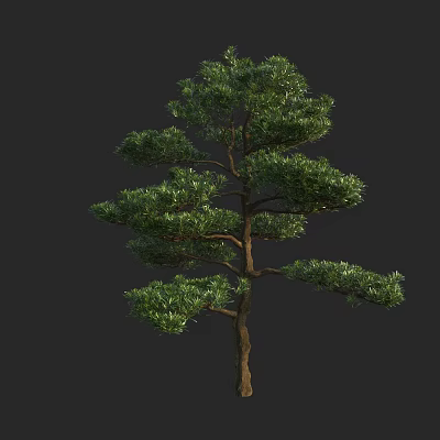 Modern PoHan pine PoHan pine PoHan pine family PoHan pine trees 3d model