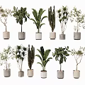 Various Stylish Bonsai Potted Plants With Different Plant Types And Decorative Pots