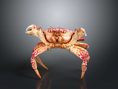 Vibrant Spotted Crab With Large Claws And Colorful Shell On Dark Surface 3d model