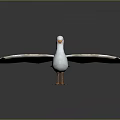 White Seagull with Spread Wings Orange Beak and Feet on Smooth Surface with Reflection