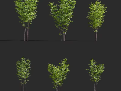 Lush Green Bamboo Plants With Various Growth Forms In Natural Setting 3d model