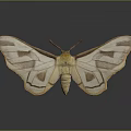 Detailed Beige Moth With Yellow Body And Brown Patterned Wings On Gray Background