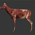 3D Rendered Animal Anatomical Model Showing Muscular Structure And Internal Organs
