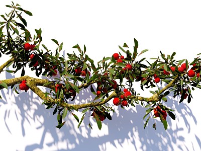 arbor bayberry branch litchi tree courtyard fruit tree landscape tree modeling tree model