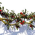 arbor bayberry branch litchi tree courtyard fruit tree landscape tree modeling tree 3d model