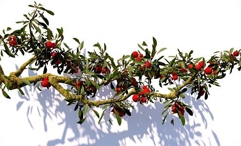 arbor bayberry branch litchi tree courtyard fruit tree landscape tree modeling tree 3d model