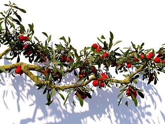 arbor bayberry branch litchi tree courtyard fruit tree landscape tree modeling tree 3d model