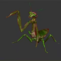 Green Praying Mantis Flying Insect with Raised Forelegs on Dark Reflective Surface
