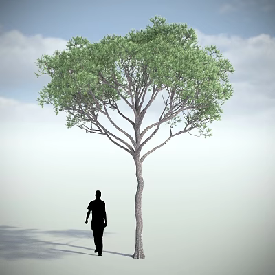 Modern Tree Shrub 3d model