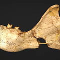Male Human Skull Fossil with Ancient Bone Structure and Prehistoric Teeth Features