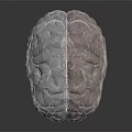 Transparent Brain Sculpture With Hair Like Textured Surface And Glass Display Base