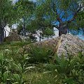 Lush Trees in Natural Landscape with Blue Sky Large Rocks Ferns and Green Vegetation