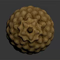 Natural Acorn With Brown Bumpy Cap And Red Body For Food Decoration Use