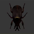 Large Horned Beetle With Shiny Dark Exoskeleton And Detailed Legs On Dark Background