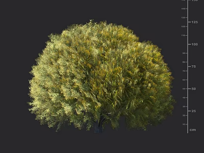 Lush Green Yellowish Shrub With Bushy Rounded Canopy And Height Measurement In Cm 3d model