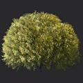Lush Green Yellowish Shrub With Bushy Rounded Canopy And Height Measurement In Cm