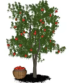 Tall Arbor Tree With Red Fruits Green Leaves And Basket Under Blue Sky