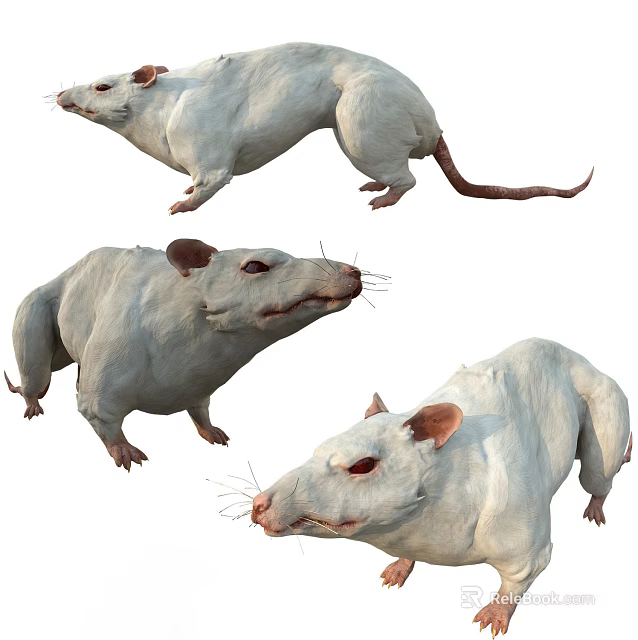 Three White Reptiles In Different Poses Showing Physical Characteristics And Postures 3d model 