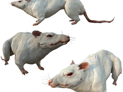 Three White Reptiles In Different Poses Showing Physical Characteristics And Postures 3d model