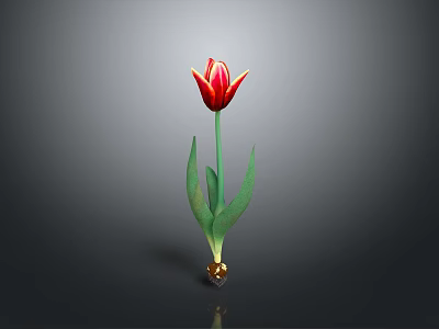 Red and Yellow Tulip Plant with Green Leaves and Root Base on Gray Background 3d model