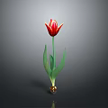 Red and Yellow Tulip Plant with Green Leaves and Root Base on Gray Background